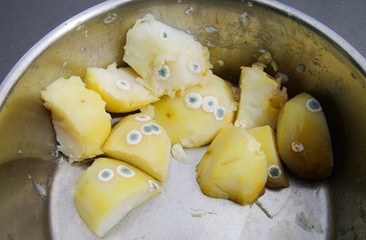 Mould infestation of cooked potatoes in pot