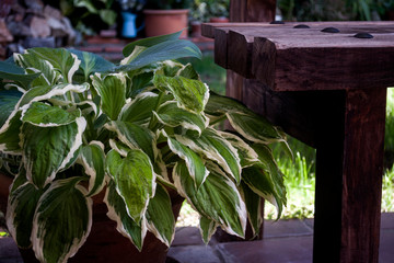 Hostas leaves on a pot in a corner of the garden