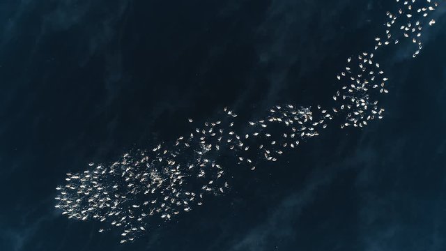 Amazing top view of wild birds floating in lake baikal on spring day. Beautiful aerial picture of ducks flock are swimming and moving in cold blue waters of unique sea. Wildlife and environment on