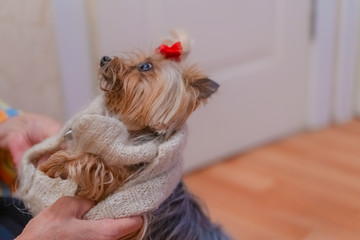 Yorkshire Terrier dresses for a walk