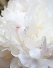 Fototapeta na wymiar White peony flower