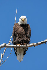 American Bald Eagle