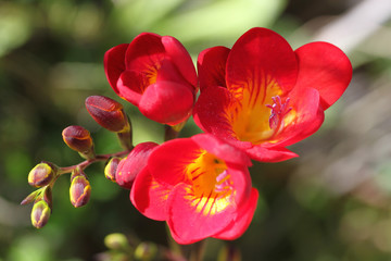 Une belle tige de freesia odorante rouge et jaune. A beautiful stem of red and yellow fragrant freesia.