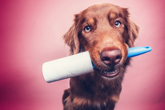 Hund mit Fusselrolle