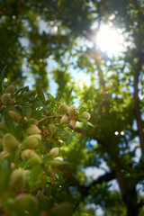 Ray of light between almonds
