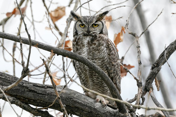 Great Horned Owl Portrait