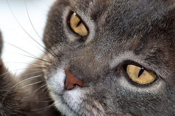 Naklejka na ściany i meble close-up from grey tabby cat`s face