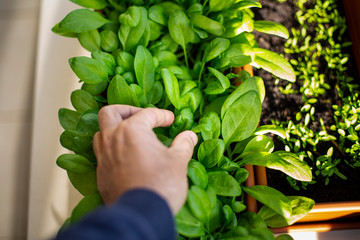 Mano si avvicina a una foglia in un vaso con spinaci e piantine verdi prodotti a casa