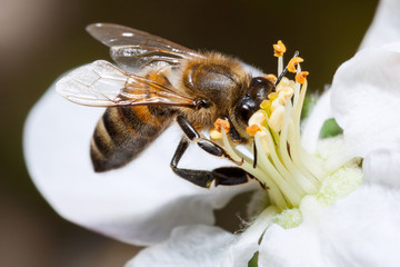 Bee on flower