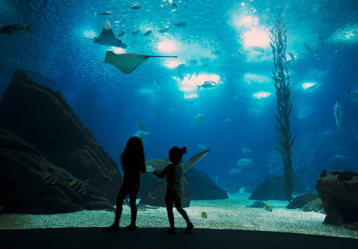 Oceanario of Lisbon, Portugal, Europe