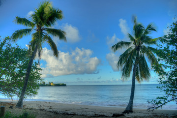 Fototapeta na wymiar Exotic Antilles beach with palm tree on the Martinique Tropical beach at sunrise