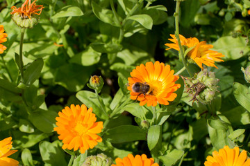 bumblebee collecting nectar from calendula flowers on a sunny day