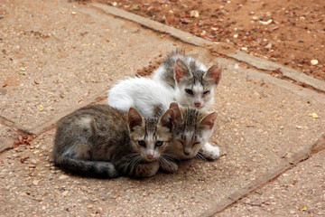 stray kittens