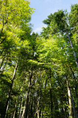 Fototapeta na wymiar Beech forest in Swietokrzyskie Mountains, Poland. Fagus sylvatica trees in deciduous woodland.