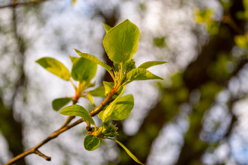 young spring leaves on a branch