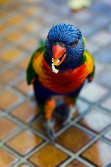 rainbow lorikeet parrot