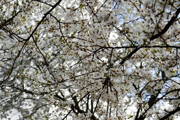 White beautiful flowers of a blossoming natural young apple tree on a background of blue sky. Background, texture