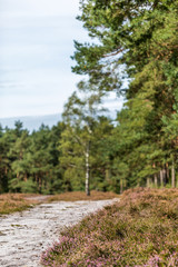 Wanderweg in der Heide, Niedersachsen, Deutschland