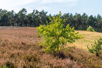 Heidelandschaft der Kirchdorfer Heide, Niedersachsen, Deutschland