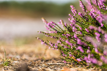 Besenheide in der Kirchdorfer Heide, Niedersachsen, Deutschland
