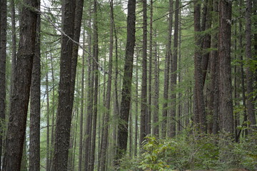 Bergwald in der Schweiz