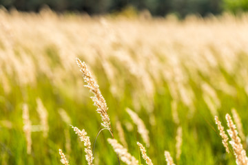 Gräser in der Heide, Niedersachsen, Deutschland