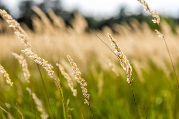 Gräser in der Heide, Niedersachsen, Deutschland