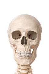 Close-Up of a human skeleton isolated on white background.
