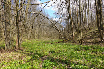 Spring forest on a sunny day. A floodplain of a dry river overgrown with green grass.