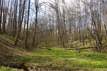 Spring forest on a sunny day. A floodplain of a dry river overgrown with green grass.