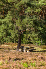 Obraz premium Heidelandschaft der Kirchdorfer Heide, Niedersachsen, Deutschland