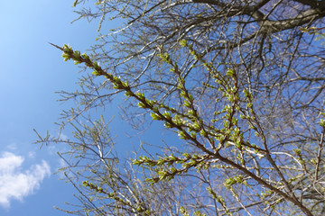 Buds begin to bloom against a soft blue sky