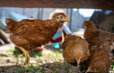 Dominant Red barred chicken looking for food in the  garden with grass