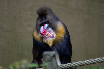 angry monkey