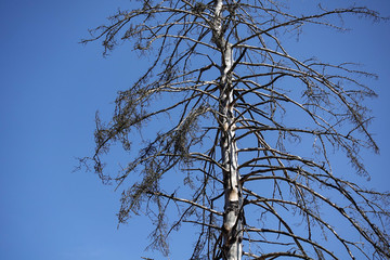 Lonely dry tree against the blue sky