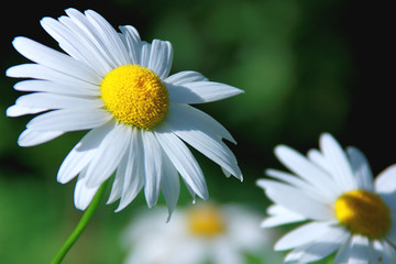 daisy flower closeup, Ромашка полевая большая красивая ароматная