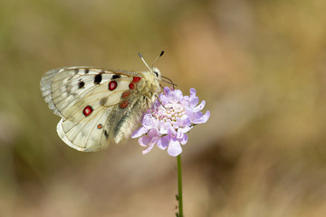 Mountain Apollo feeding on mountain flower.