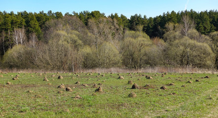 A lot of termite mounds on the green field.