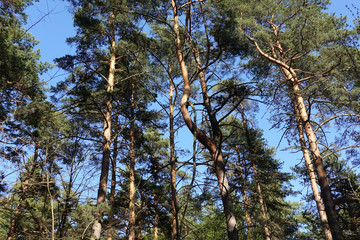 Fototapeta premium Tall pine trees against the blue sky