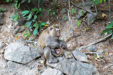 A monkey with one cub