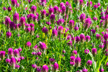 purple wildflowers in a green grass field