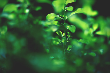 Fototapeta na wymiar Close up of oregano leaves with blur and backlight