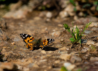 Red Admiral butterfly on stone ground beside a small green plant