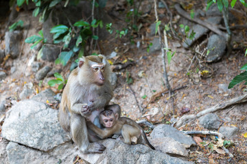 A monkey with one cub