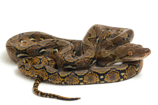 Reticulated Python (Python reticulatus) isolated on white background.
