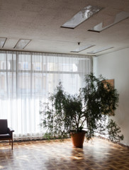 Green plant in the flowerpot in the lounge.