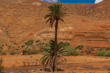 palm trees in the desert