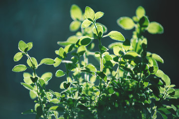 Close up of oregano leaves with backlight and dark background