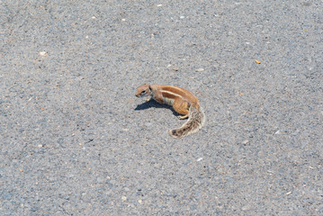 Fuerteventura squirrel in Spain