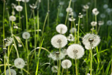 Dandelion on green grass
